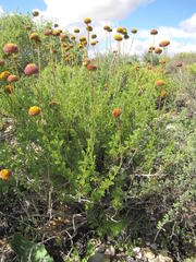 Pentzia peduncularis