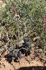Adromischus triflorus