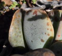 Adromischus triflorus