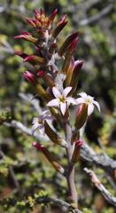 Adromischus triflorus