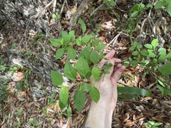 Corchorus siliquosus