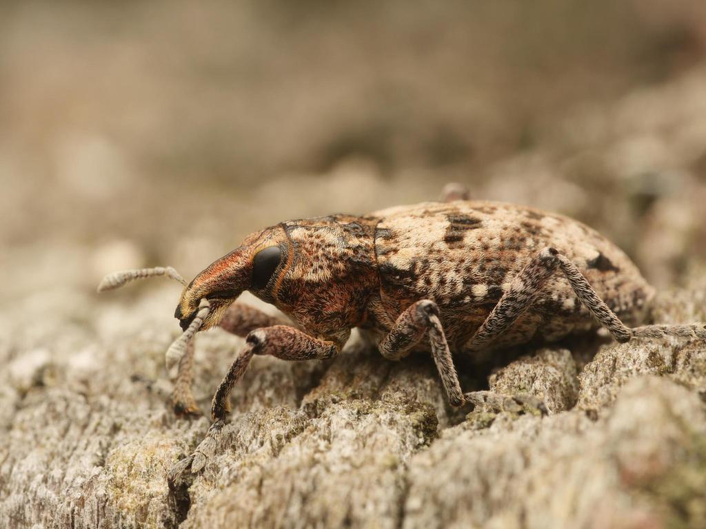 Coniocleonus turbatus