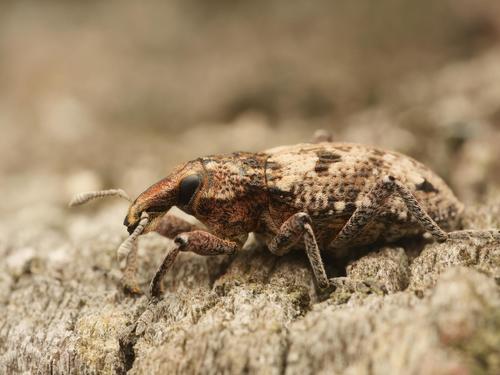Coniocleonus turbatus