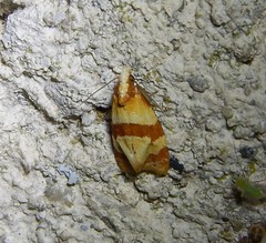 Phalonidia albipalpana