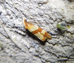 Phalonidia albipalpana