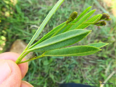 Argyrolobium baptisioides