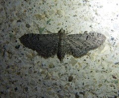 Eupithecia ultimaria