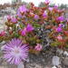 Drosanthemum pulverulentum - Photo (c) Nick Helme, μερικά δικαιώματα διατηρούνται (CC BY-SA), uploaded by Nick Helme