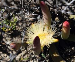 Cylindrophyllum comptonii