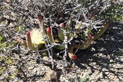 Cylindrophyllum comptonii