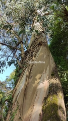 Eucalyptus globulus globulus