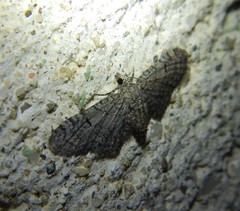 Eupithecia ultimaria