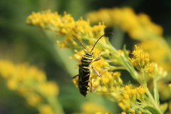 Megacyllene robiniae