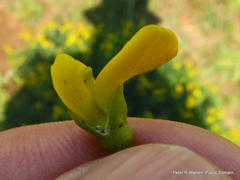 Argyrolobium baptisioides