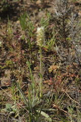 Echiostachys incanus