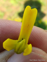 Argyrolobium baptisioides