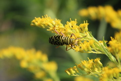 Megacyllene robiniae