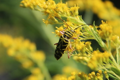 Megacyllene robiniae