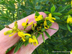 Argyrolobium baptisioides