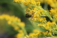 Megacyllene robiniae