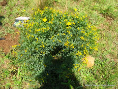 Argyrolobium baptisioides