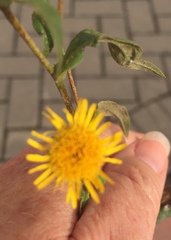 Pentanema britannica