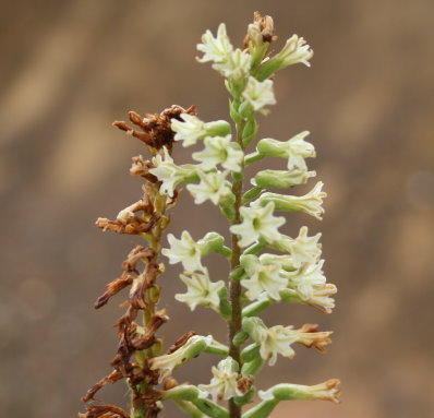 Garden Route Hair Orchid