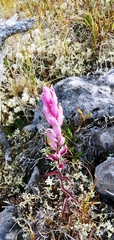 Castilleja raupii