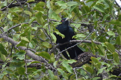 Eudynamys scolopaceus