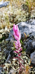 Castilleja raupii