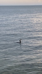 Phalacrocorax capillatus