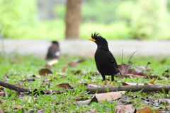 Acridotheres grandis