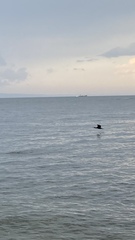 Phalacrocorax capillatus