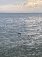 Phalacrocorax capillatus