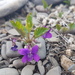 Viola incisa - Photo (c) Daba, some rights reserved (CC BY-NC), uploaded by Daba