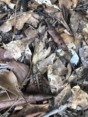 Spharagemon crepitans