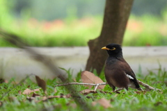 Acridotheres tristis