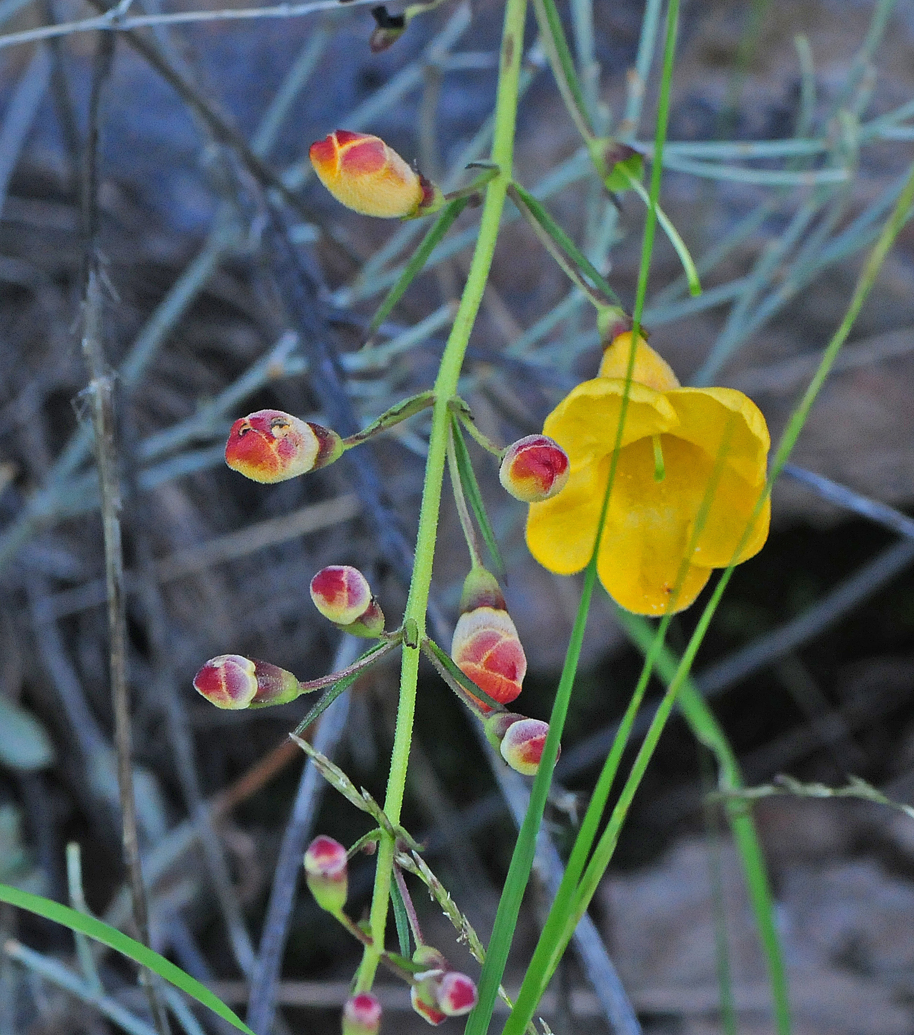 Brachystigma