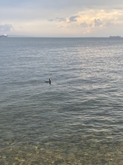 Phalacrocorax capillatus