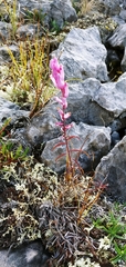 Castilleja raupii
