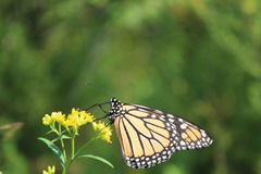 Danaus plexippus
