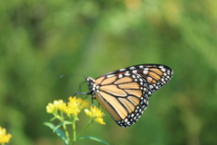 Danaus plexippus