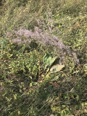 Limonium platyphyllum
