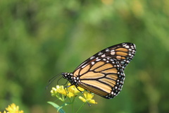 Danaus plexippus