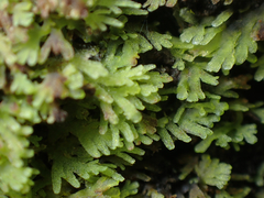Riccardia multifida