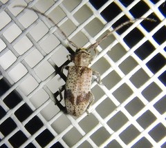 Exocentrus punctipennis