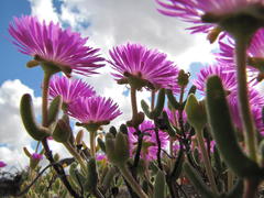 Drosanthemopsis diversifolia