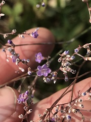 Limonium platyphyllum
