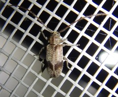 Exocentrus punctipennis