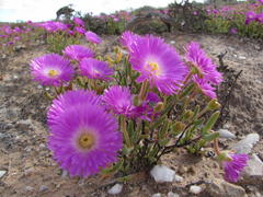 Drosanthemopsis diversifolia